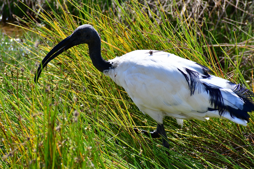 Amboseli Nat. Reserve
